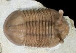 Stalked Eyed Asaphus Kowalewskii Trilobite #6460-5